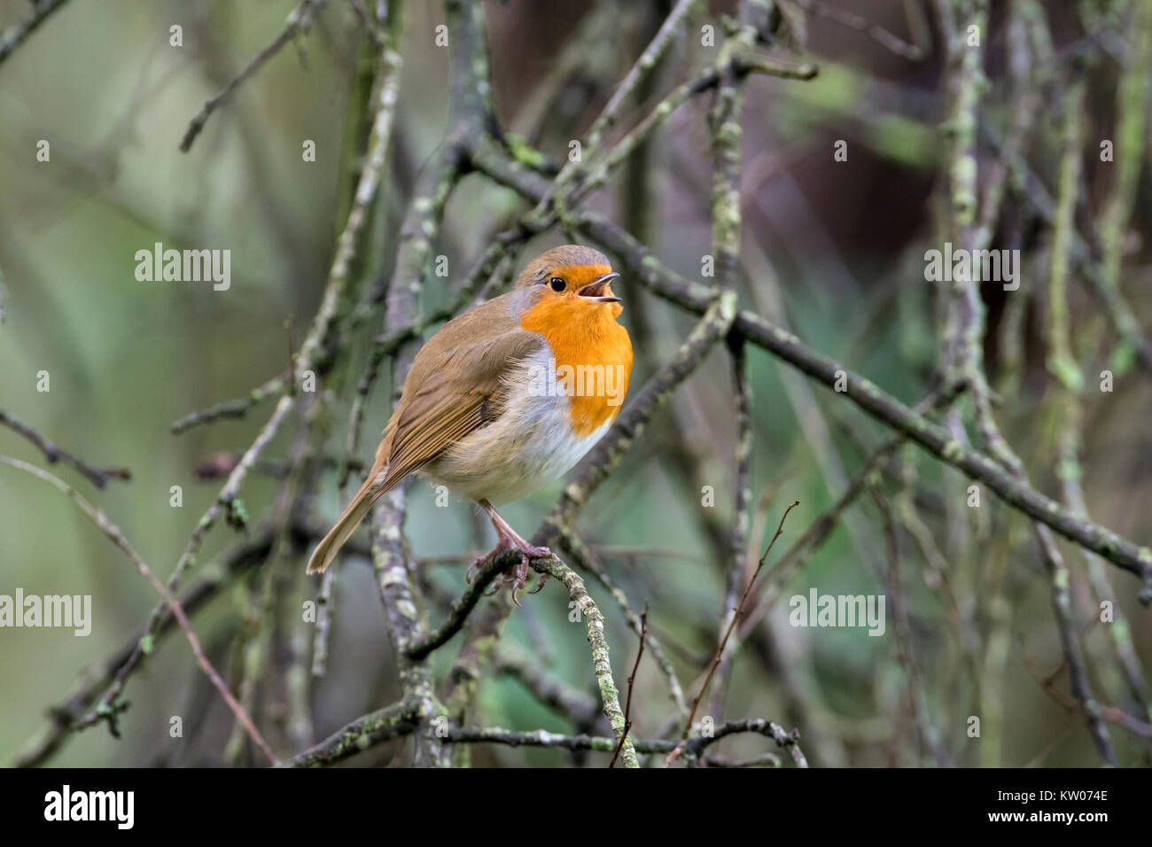 Robin (Erithacus Rubecula) Gesang aus einem Zweig in einem Busch. Stockfoto