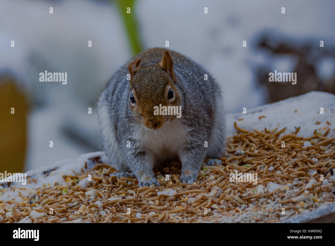 Graue Eichhörnchen Sciurus Carolinensis. Einzelne Erwachsene auf schneebedeckten Vogel Tabelle. Großbritannien Stockfoto