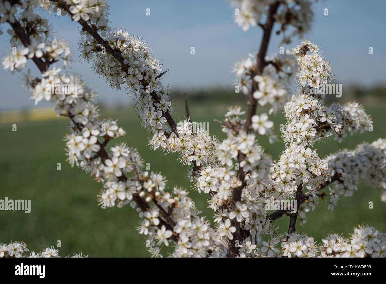 Eine junge blackthorn Baum in Blüte, Prunus Spinosa Stockfoto
