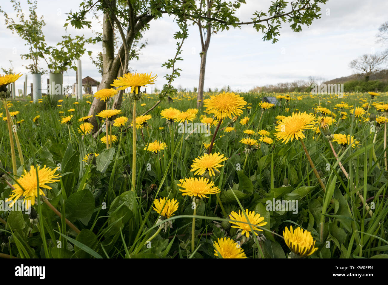 Löwenzahn in Blume Stockfoto