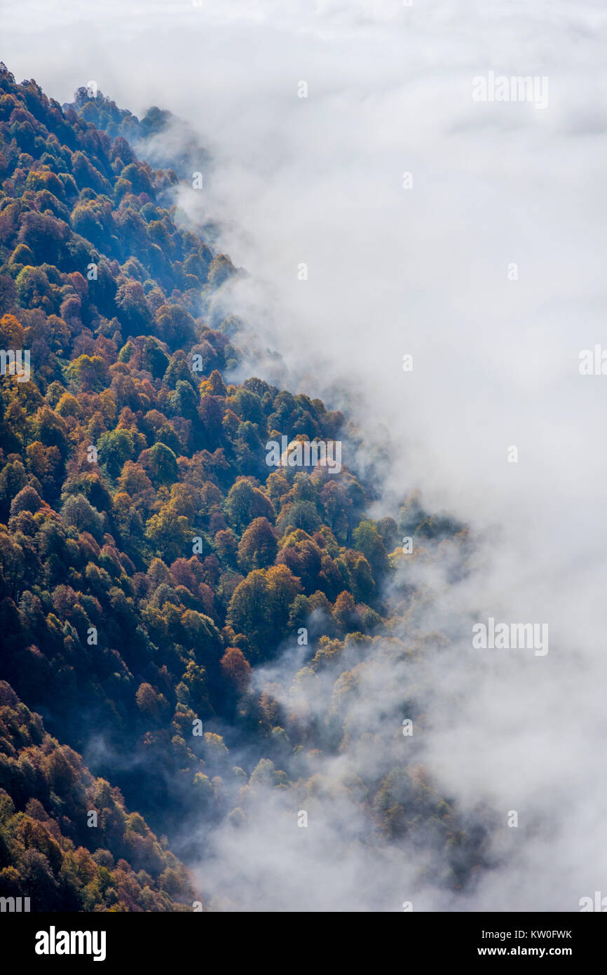 Bunte Herbst Wald von oben über den Wolken Stockfoto