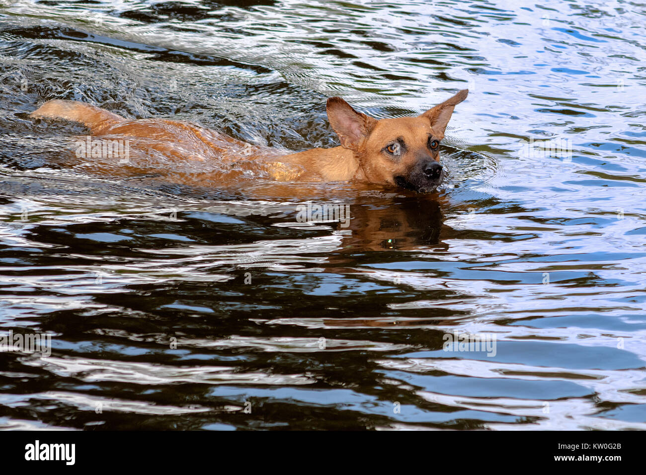 Ein brauner Hund schwimmen ins Wasser. Stockfoto