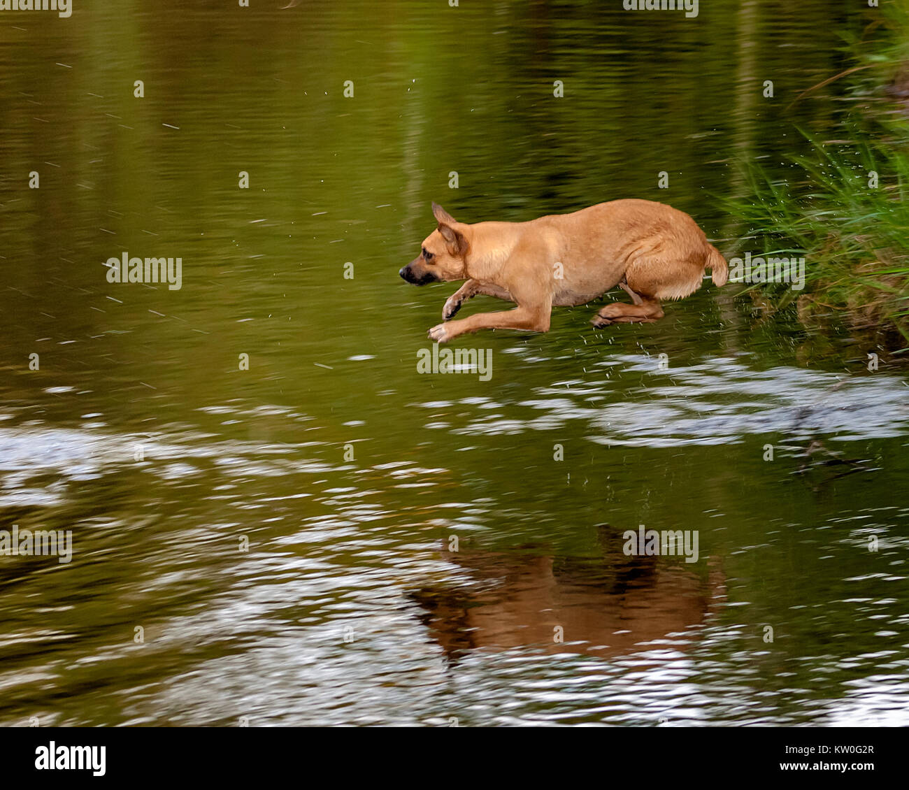 Ein brauner Hund ins Wasser eines Flusses springen Stockfoto