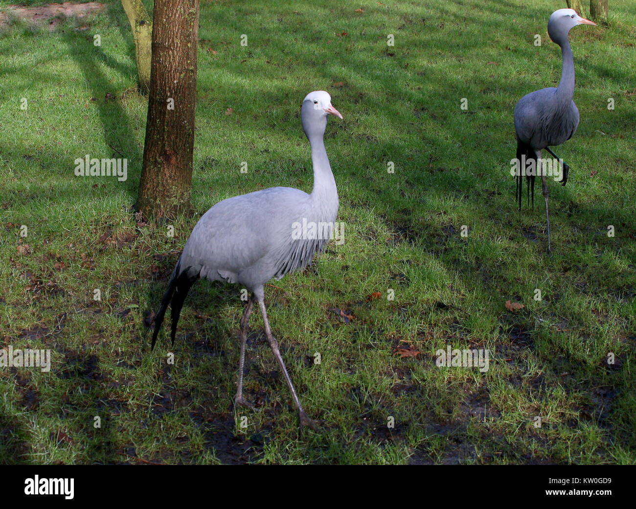 Paar South African Paradise Kraniche (Grus rothschildi, Anthropoides rothschildi), alias Blue Crane oder Stanley Crane's Stockfoto