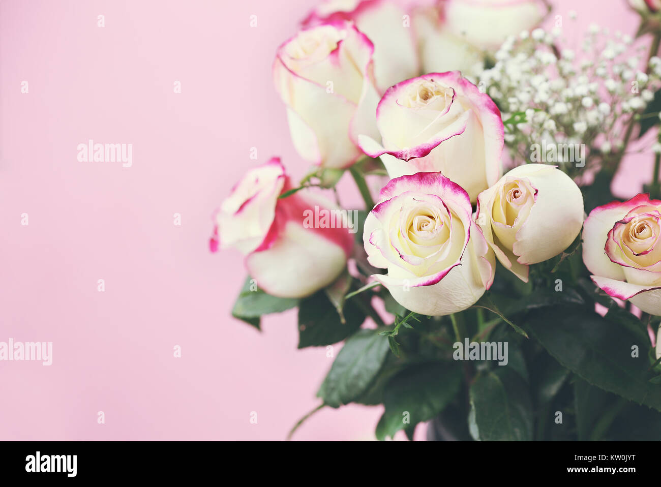 Schönen Blumenstrauß aus roten und weißen Rosen mit Baby's Atem vor einem rosa Hintergrund. Selektiver Fokus auf Rosen im Vordergrund mit extrem flachen de Stockfoto