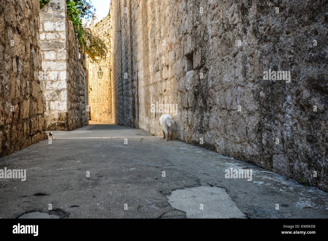 Zwei Katzen entlang der Stadtmauer der Altstadt von Dubrovnik, Kroatien. Eine schwarz-weiße Katze versteckt als weiße Katze Spaziergänge entlang der Wand Stockfoto