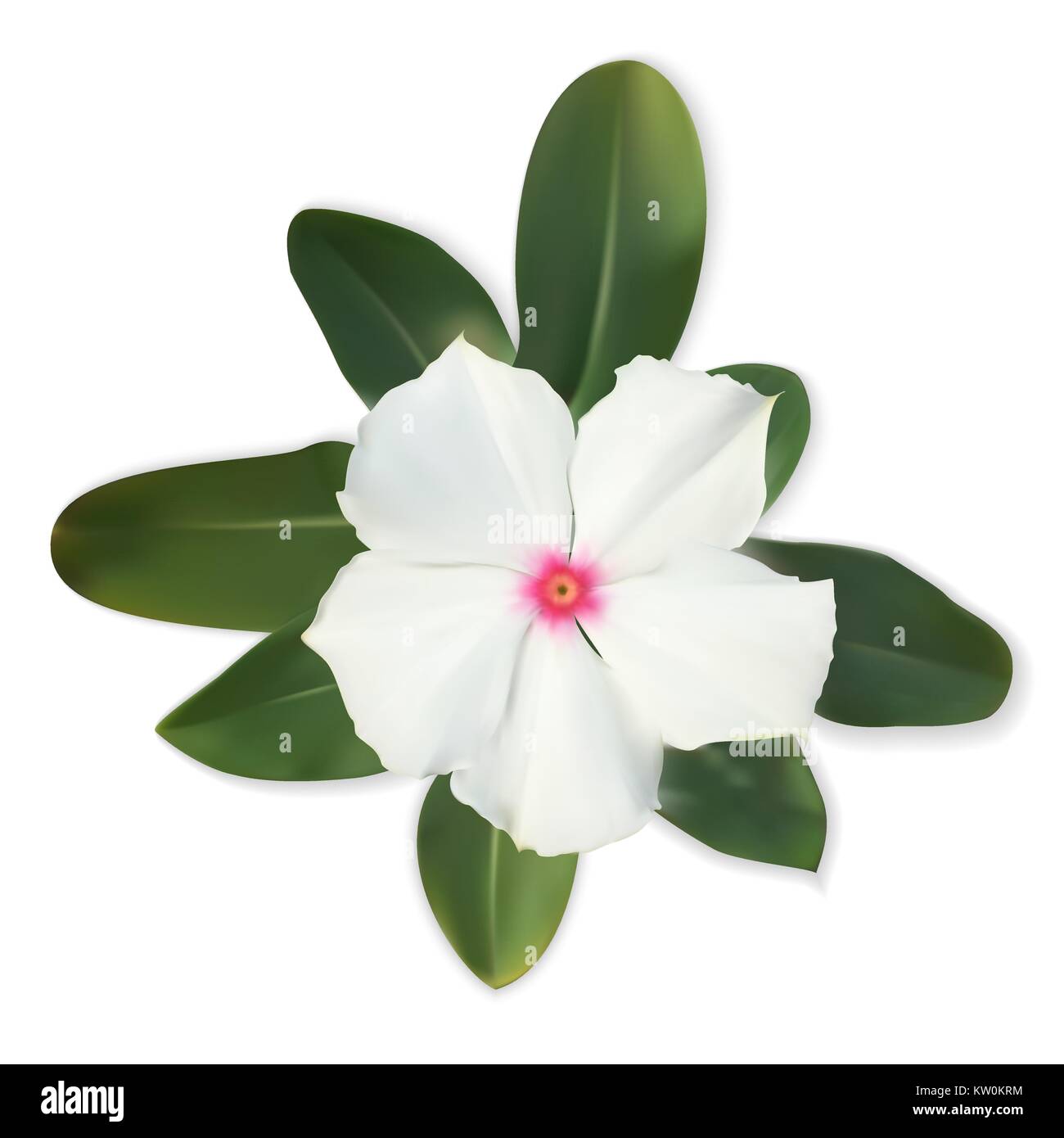 Isolierte bunten schönen naturalistischen weiße Blume mit Verlassen Stock Vektor