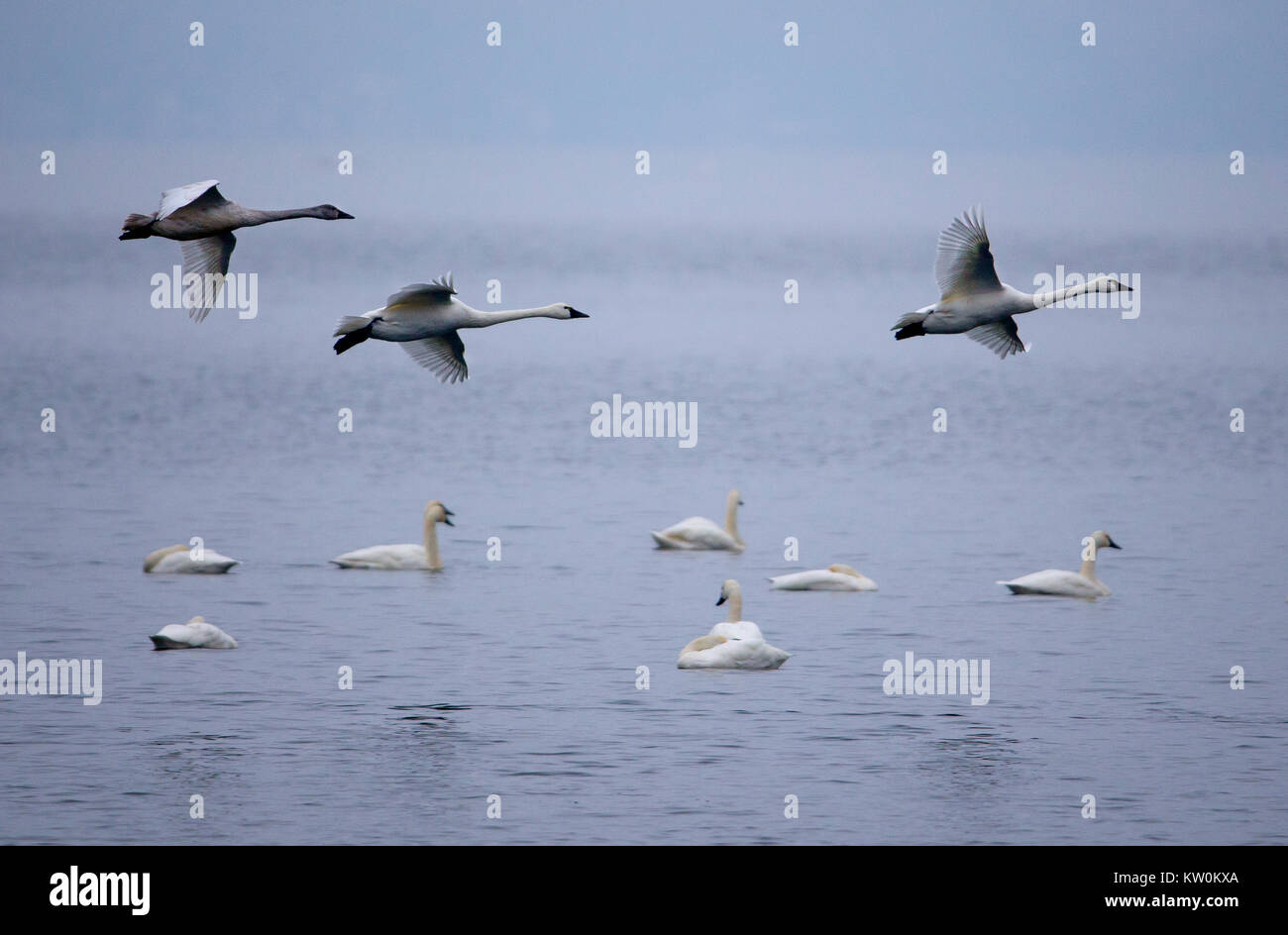 Migration von Tundra Schwäne auf Lake Mendota in der Nähe von Warner Park Beach in Madison Wisconsin USA Freitag, 22. Dez., 2017. Stockfoto