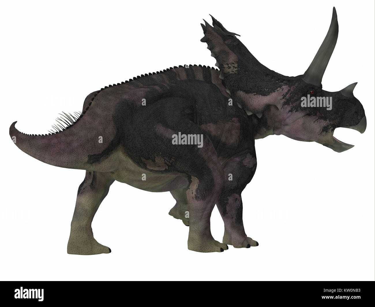 Agujaceratops Dinosaurier Schwanz - ceratopsian Agujaceratops war ein pflanzenfressende Dinosaurier, die in Texas, USA lebte in der Kreidezeit. Stockfoto