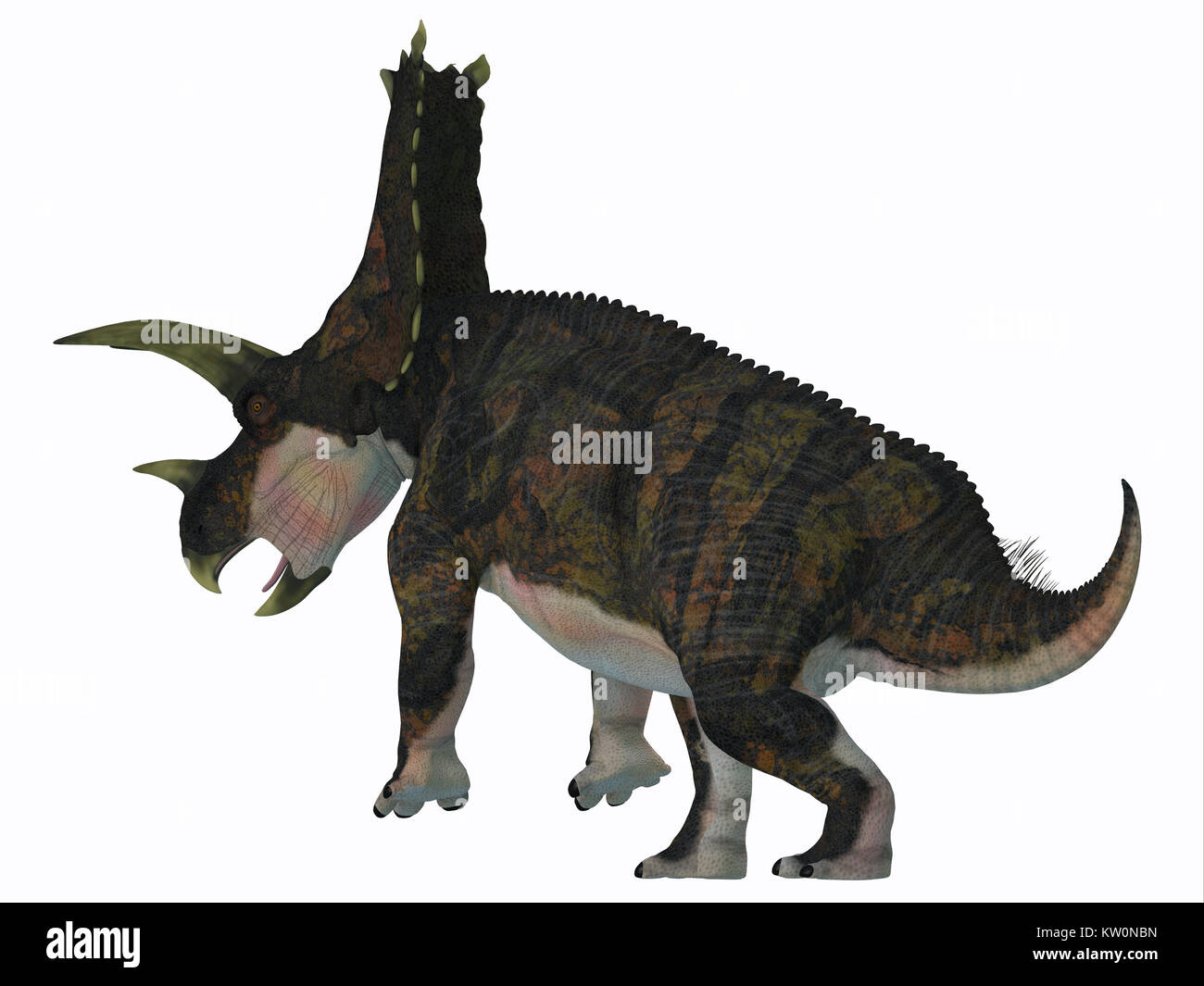 Bravoceratops Dinosaurier Schwanz - ceratopsian Bravoceratops war ein pflanzenfressende Dinosaurier, die in Texas, USA lebte in der Kreidezeit. Stockfoto
