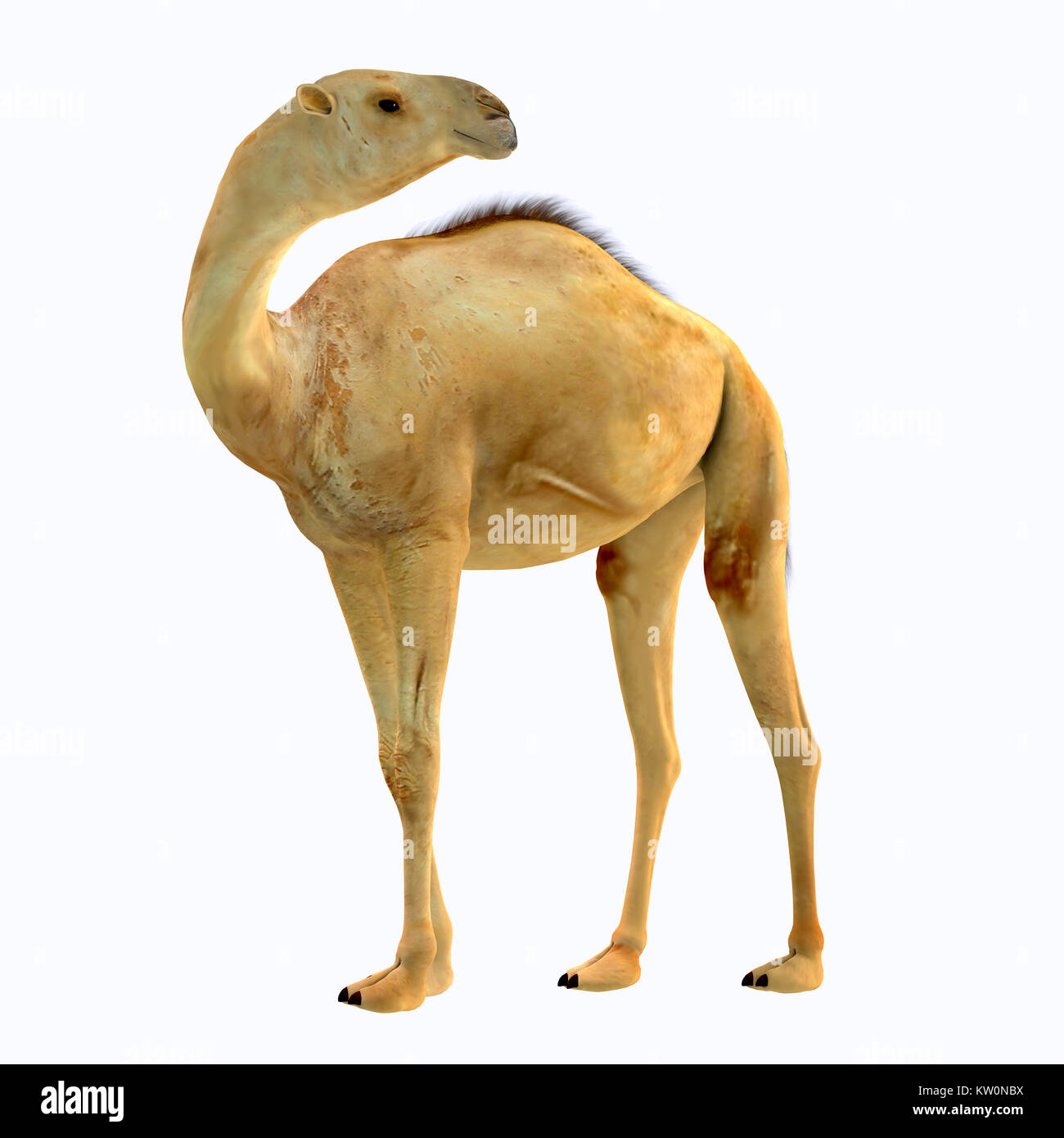 Camelops hesternus Seite Profil - camelops war ein Kamel - Typ pflanzenfressende Tier, das in Nordamerika während des Pleistozäns Zeit gelebt. Stockfoto