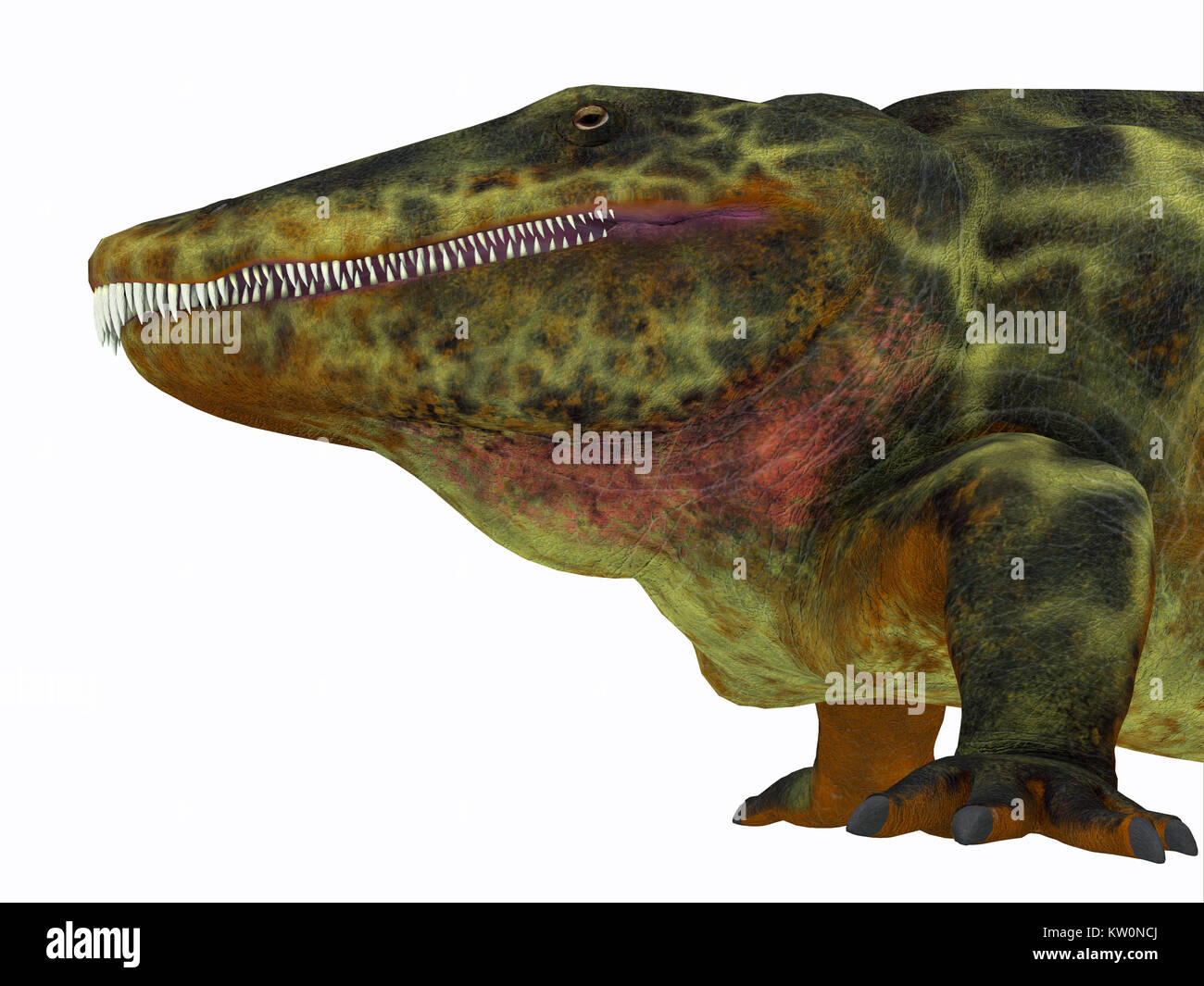 Eryops war ein semi-aquatischen Hinterhalt Predator sehr wie der moderne Krokodil und in Texas, New Mexico und den östlichen USA lebte in der Permian Periode. Stockfoto