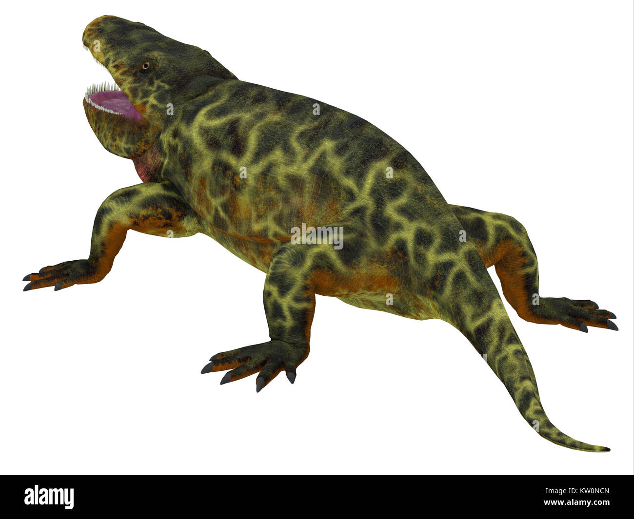 Eryops Dinosaurier Schwanz - eryops war ein semi-aquatischen Hinterhalt Predator sehr wie der moderne Krokodil und in Texas, New Mexico und den östlichen USA gelebt. Stockfoto