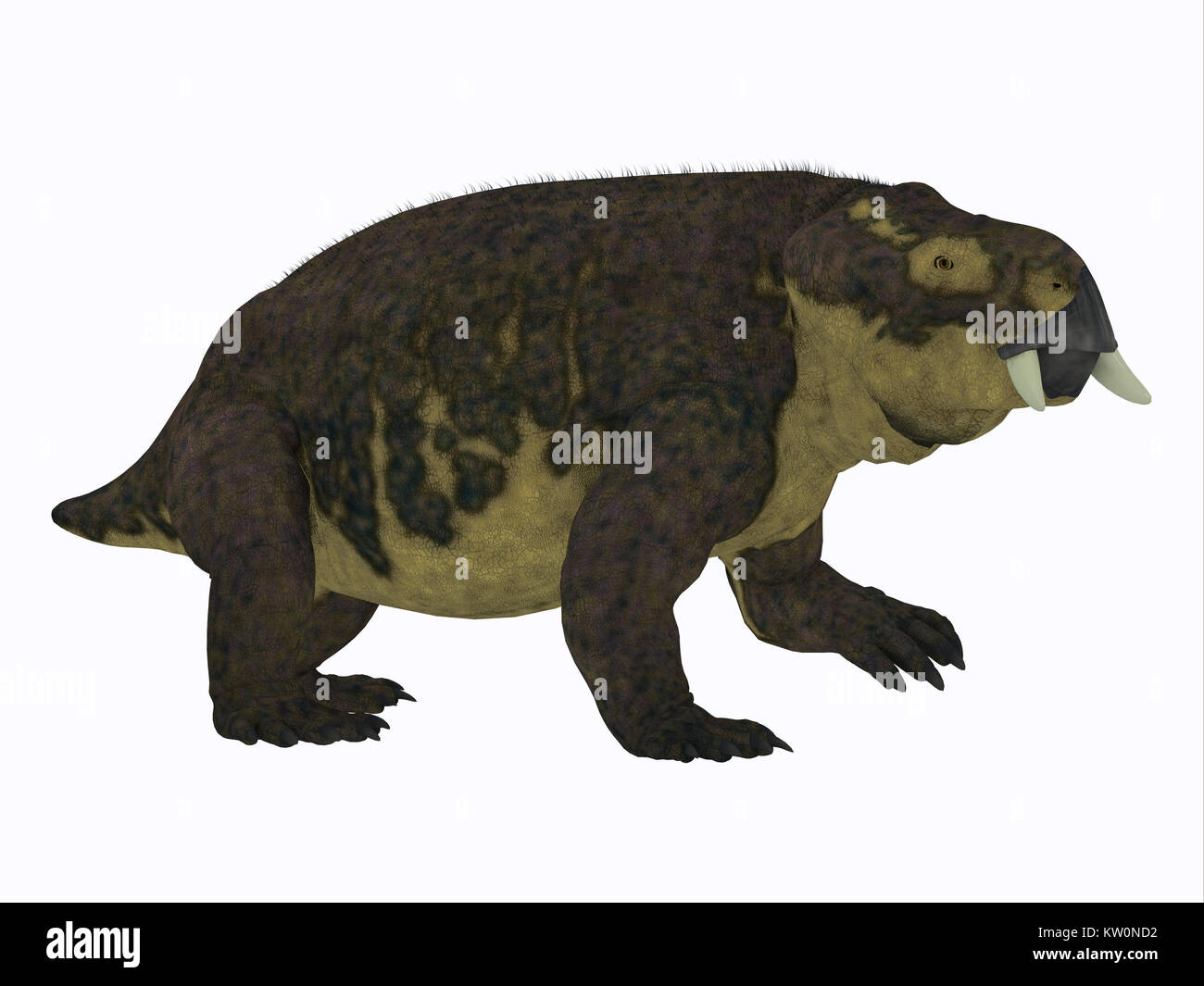 Placerias Dinosaurier Seite Profil - dicynodont Placerias war ein pflanzenfressende Dinosaurier, die in Arizona, USA in der Trias lebte. Stockfoto