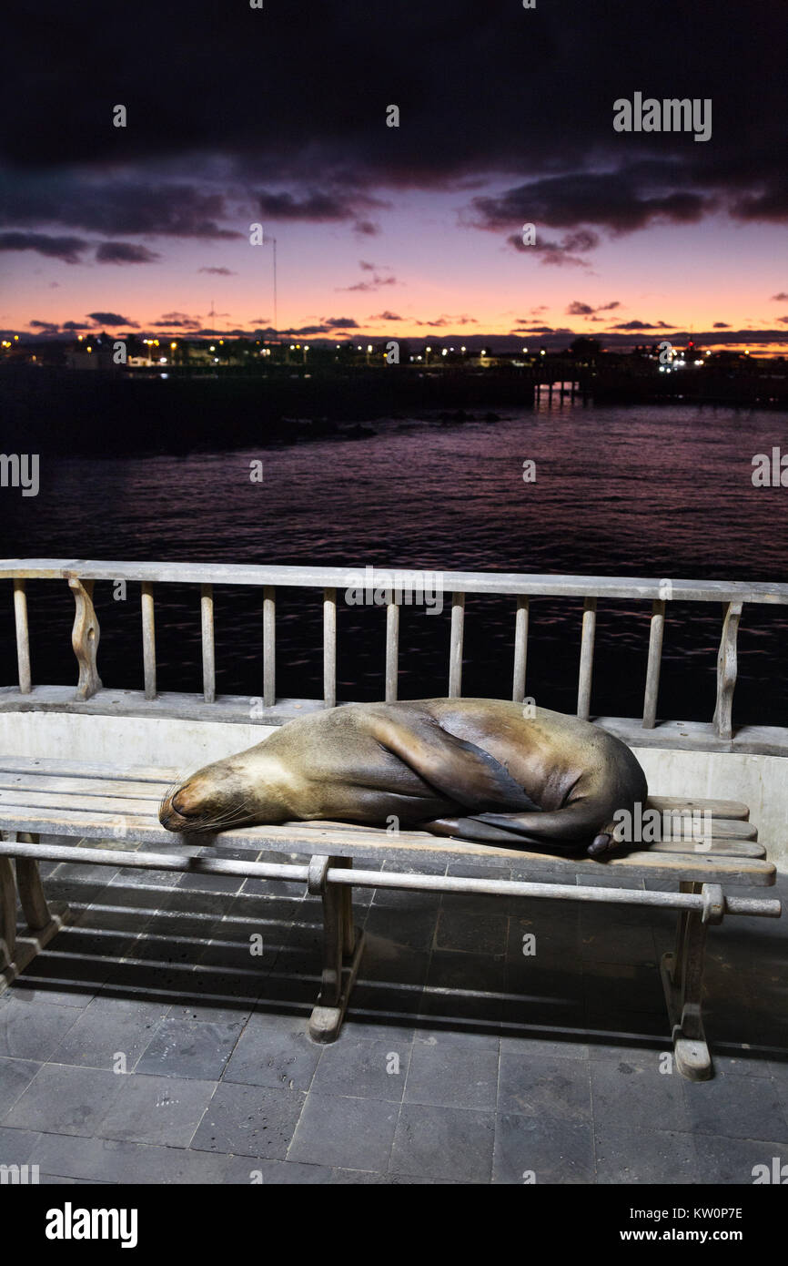 Galapagos Seelöwe (Zalophus wollebaeki) schlafend auf einer Bank, San Cristobal, Insel San Cristobal Galapagos Inseln Ecuador Südamerika Stockfoto