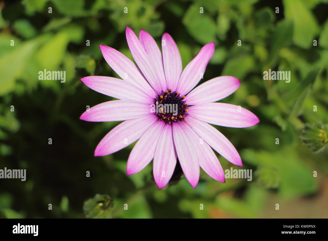 Close-up Lila osteospermum Blume in einem Garten im Frühling Stockfoto