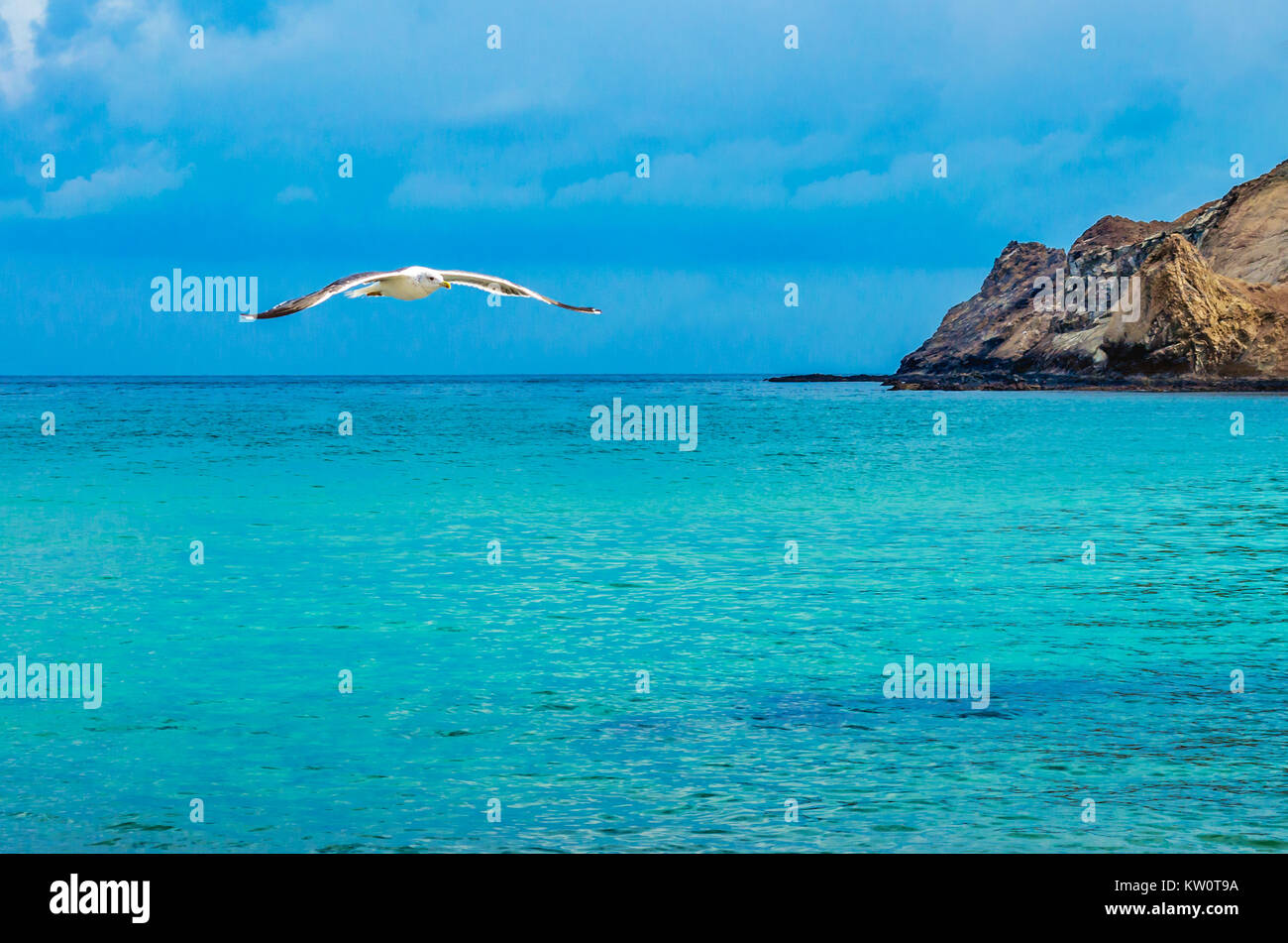 Möwe immer bereit, einen perfekten Tag zu landen. Stockfoto