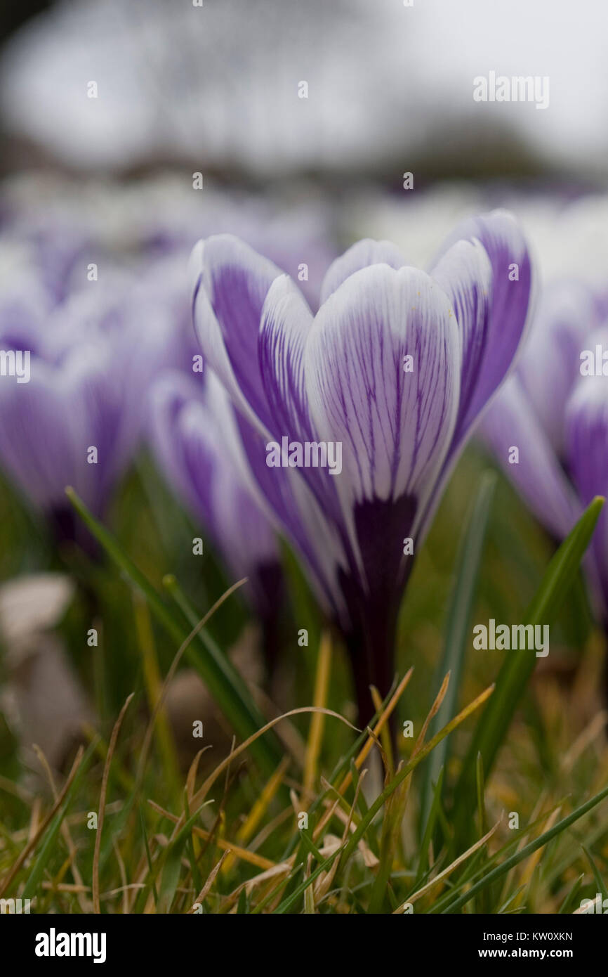 Single lila Krokusse blühen durch Gras im Frühjahr mit den Hintergrund unscharf Stockfoto