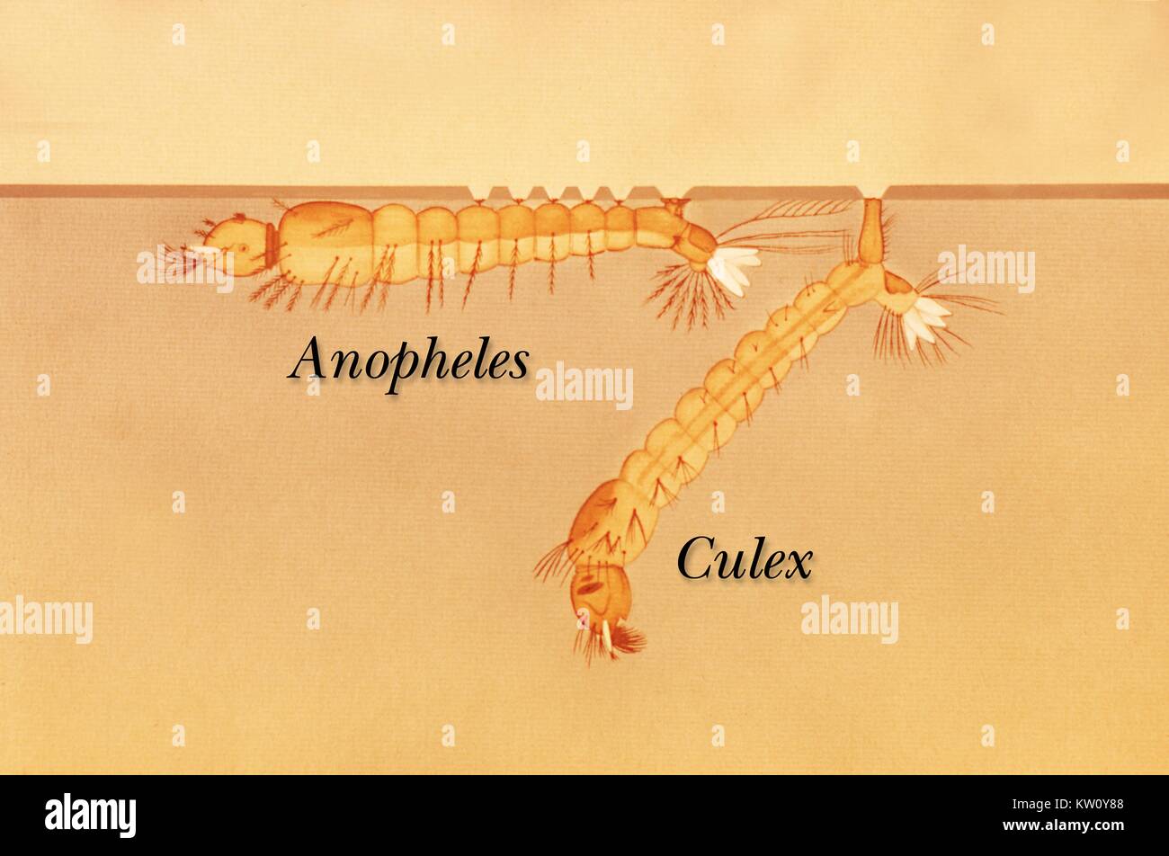 Eine Illustration von der seitlichen Ansicht zeigt eine Anopheles, Culex Moskito Larve im Wasser. Im Feld, Mückenlarven kann beobachtet ruhen auf der Wasseroberfläche, entweder horizontal gegen die Oberfläche von float Haare, oder hängen in einem Winkel zur Oberfläche durch den Siphon. Mit freundlicher Genehmigung der CDC, 1975. Stockfoto