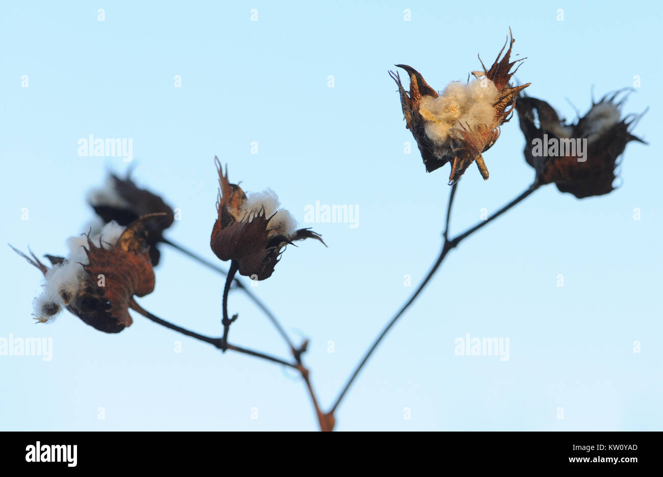 Saatgut Köpfe von Darwins Baumwolle (Gossypium Darwinii) mit freiliegenden flauschige, Wind verteilt Samen. Diese Pflanze wächst nur in den Galapagos Inseln. Puerto Stockfoto