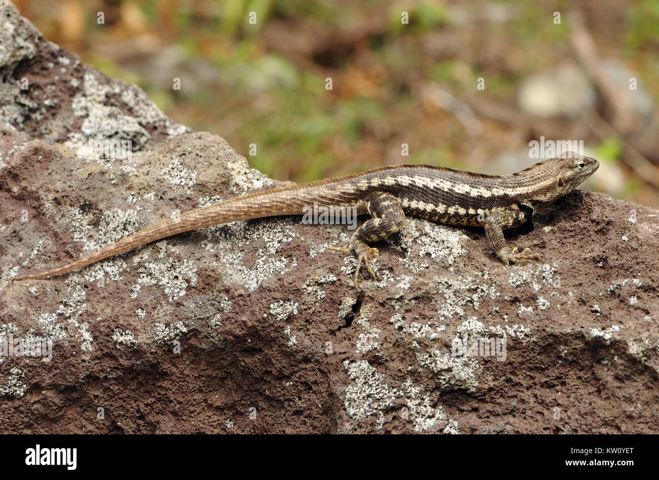 Ein San Cristóbal lava Lizard (Microlophus bivittatus). Diese Art von lava Eidechse endemisch in San Cristóbal. Puerto Baquerizo Moreno, San Cristobal, Stockfoto