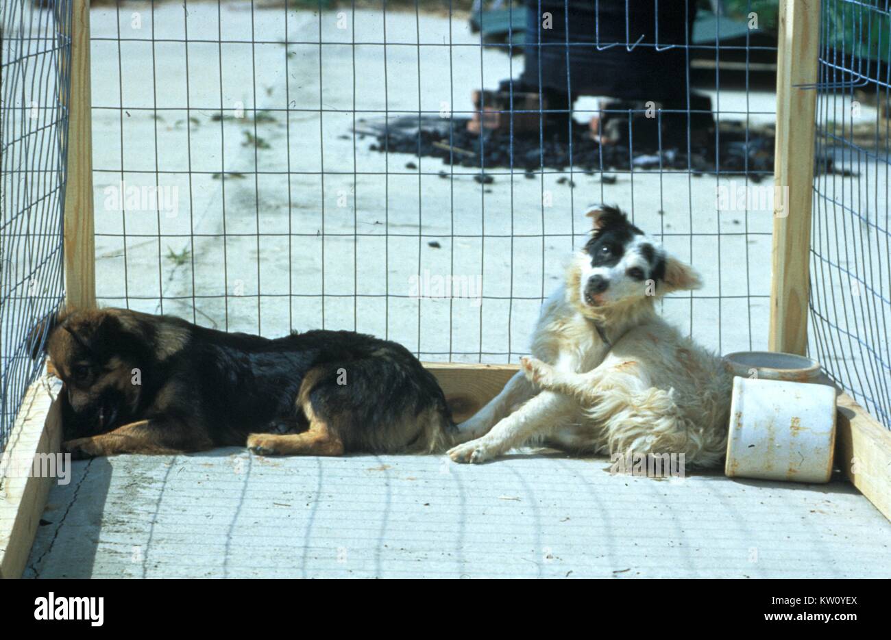 Hier sind zwei Hunde mit stummen Tollwut, als Depression manifestieren, und der Versuch einer selbst auferlegten Isolation. Sie PHIL 13341, 15793, 15794 und 17330, für einen anderen Blick auf diese tollwütigen Hunde. Domestizierte Tiere mit stummen Tollwut kann zunehmend depressiv, und versuchen, in abgelegenen Orten zu verstecken, während wilde Tiere die Angst des Menschen zu verlieren scheinen, oft erscheint ungewöhnlich freundlich. Mit freundlicher Genehmigung der CDC, 1958. Stockfoto