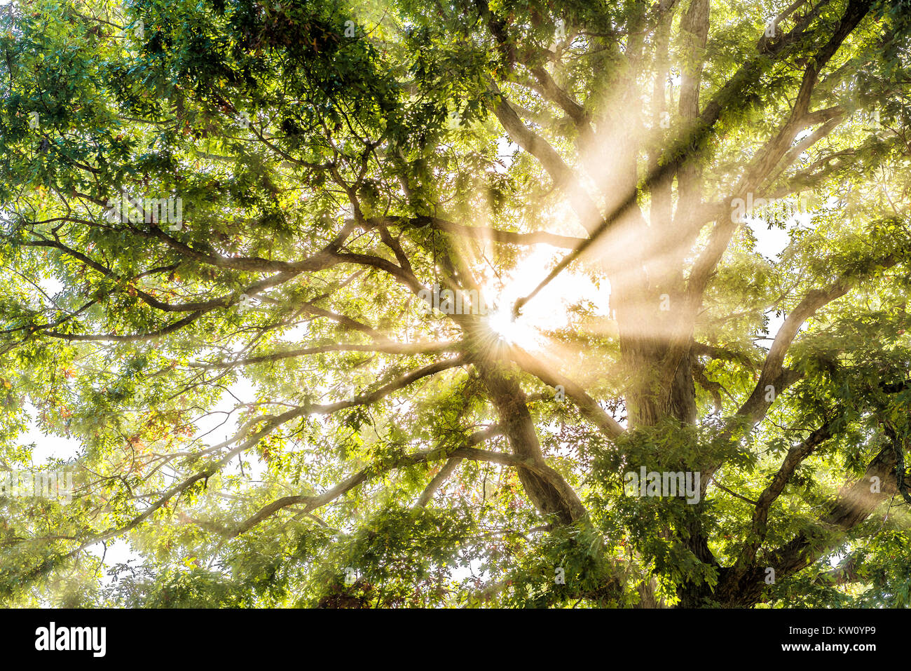 Nahaufnahme von sunburst Sonnenstrahlen durch die Blätter der großen grünen Baum im Herbst mit orange Blätter in Dunst, Nebel durch Nebel Silhouette in morgen Gebiete Stockfoto