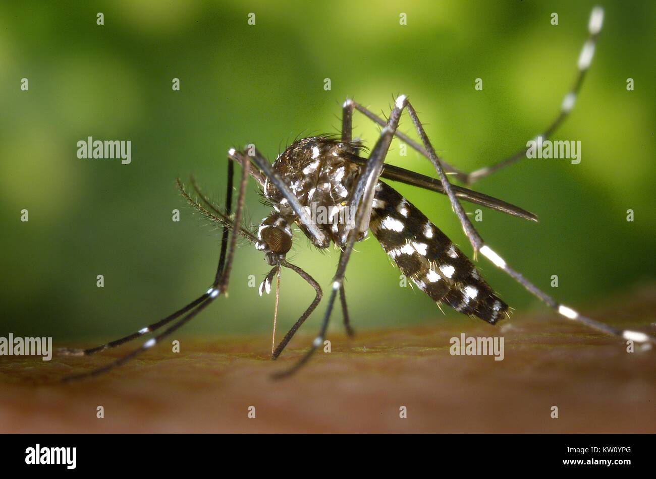 Eine weibliche Mücke Aedes albopictus Fütterung auf einen menschlichen Wirt. Unter erfolgreiche experimentelle Übertragung, Aedes albopictus gefunden wurde ein Vektor von West Nil Virus zu sein. Aedes ist eine Gattung aus der Familie der Culicine Moskitos. Mit freundlicher CDC/ James Gathany, 2002. Stockfoto
