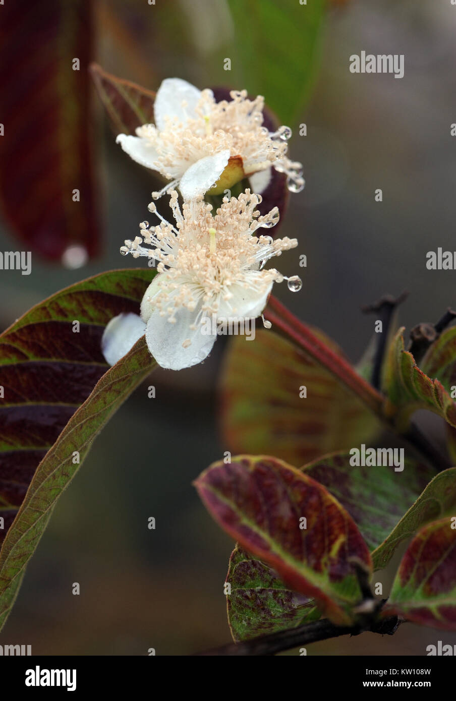 Blumen der Guave (psidium Guajava), eine eingeführte, invasive Arten, die den feuchten Hochland von Isabela. Es ist deshalb so erfolgreich, weil die Zellstoff- r Stockfoto