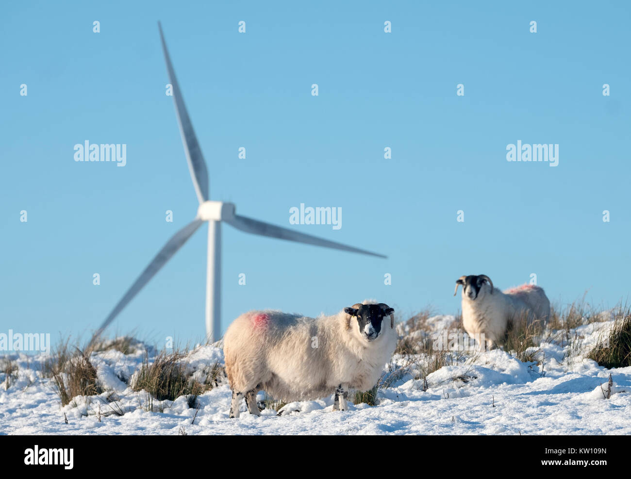 Blackface Schafe suchen nach Essen im Schnee mit Windkraftanlagen hinter Ihnen, West Lothian, Schottland. Stockfoto