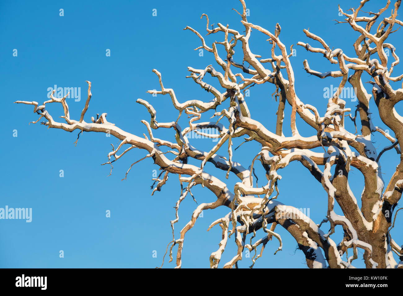 Quercus. Toten Eiche im Schnee im Winter gegen den blauen Himmel. Cotswolds, Gloucestershire, England Stockfoto