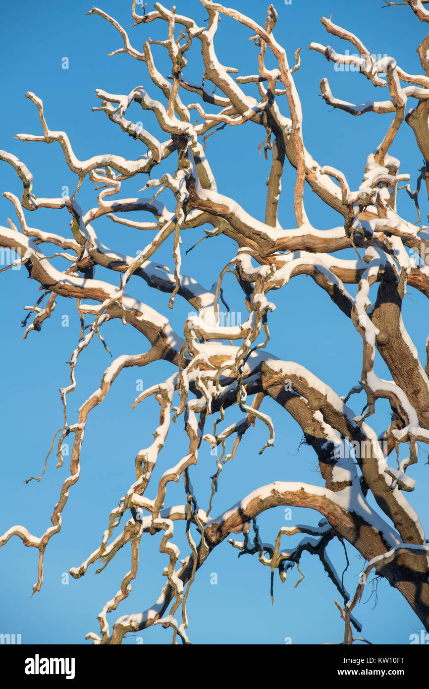 Quercus. Toten Eiche im Schnee im Winter gegen den blauen Himmel. Cotswolds, Gloucestershire, England Stockfoto