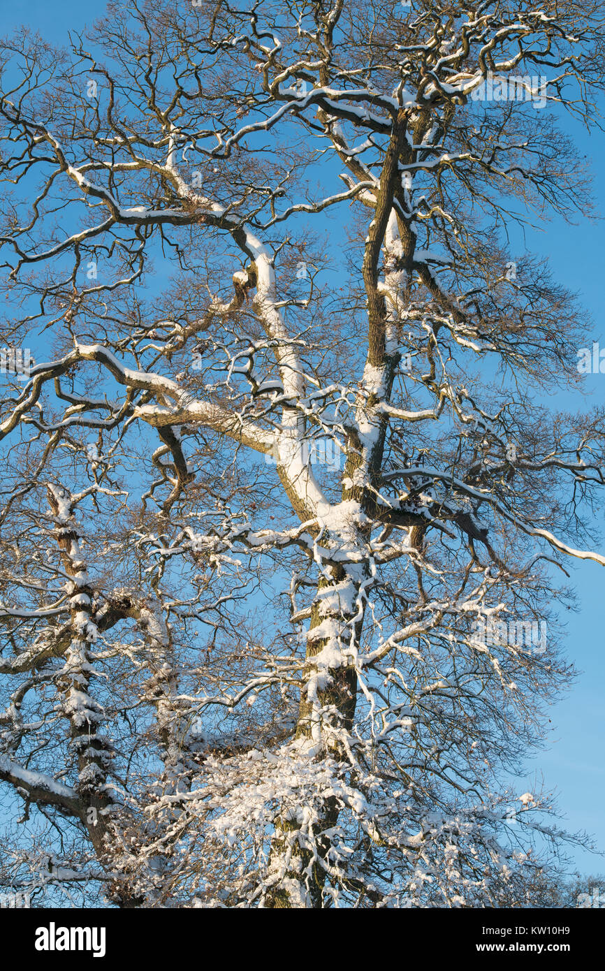 Quercus. Wintereiche im Schnee vor blauem Himmel. Cotswolds, Gloucestershire, England Stockfoto