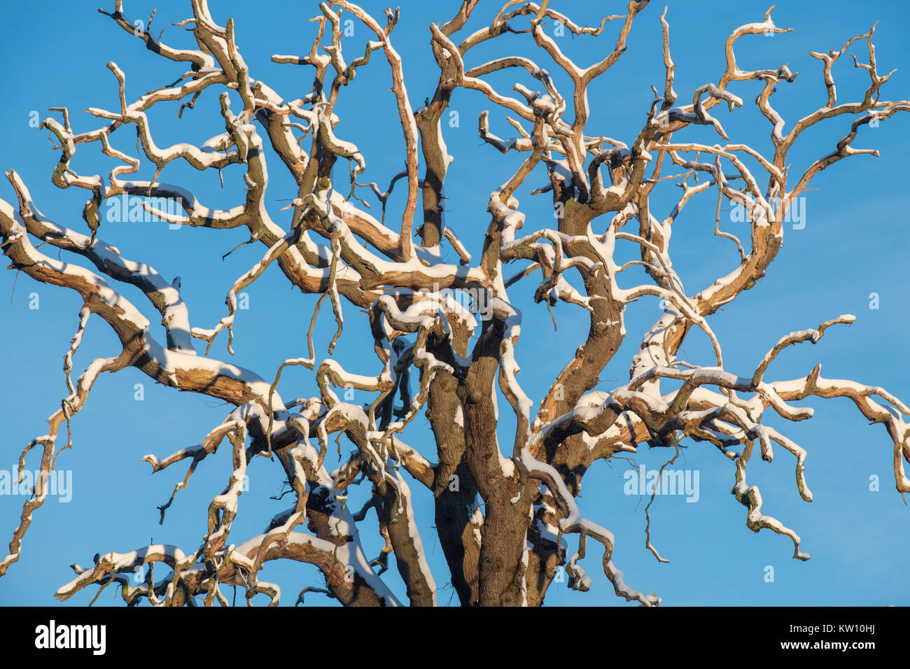 Quercus. Toten Eiche im Schnee im Winter gegen den blauen Himmel. Cotswolds, Gloucestershire, England Stockfoto