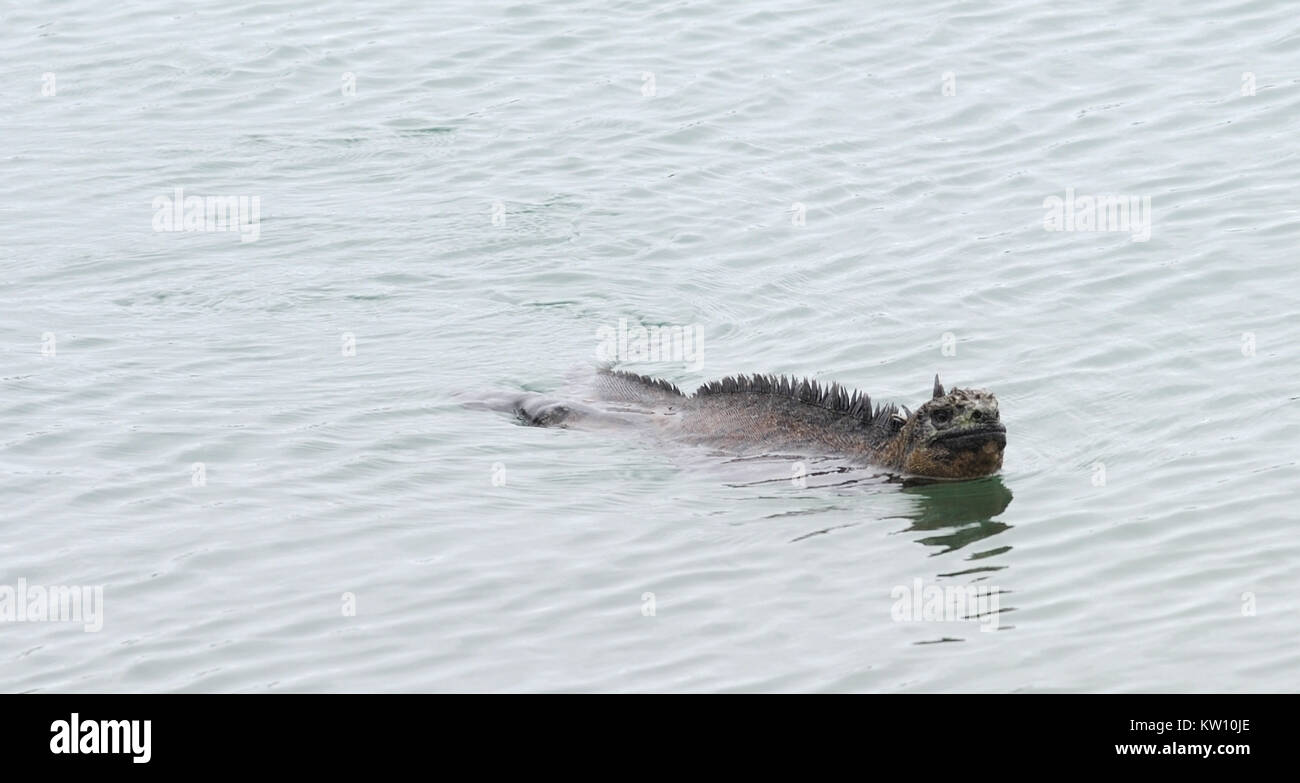 Ein Marine iguana oder Galápagos Marine iguana (Amblyrhynchus cristatus cristatus) schwimmt in einer geschützten Lagune. Diese Unterart ist endemisch auf Isabela und Stockfoto