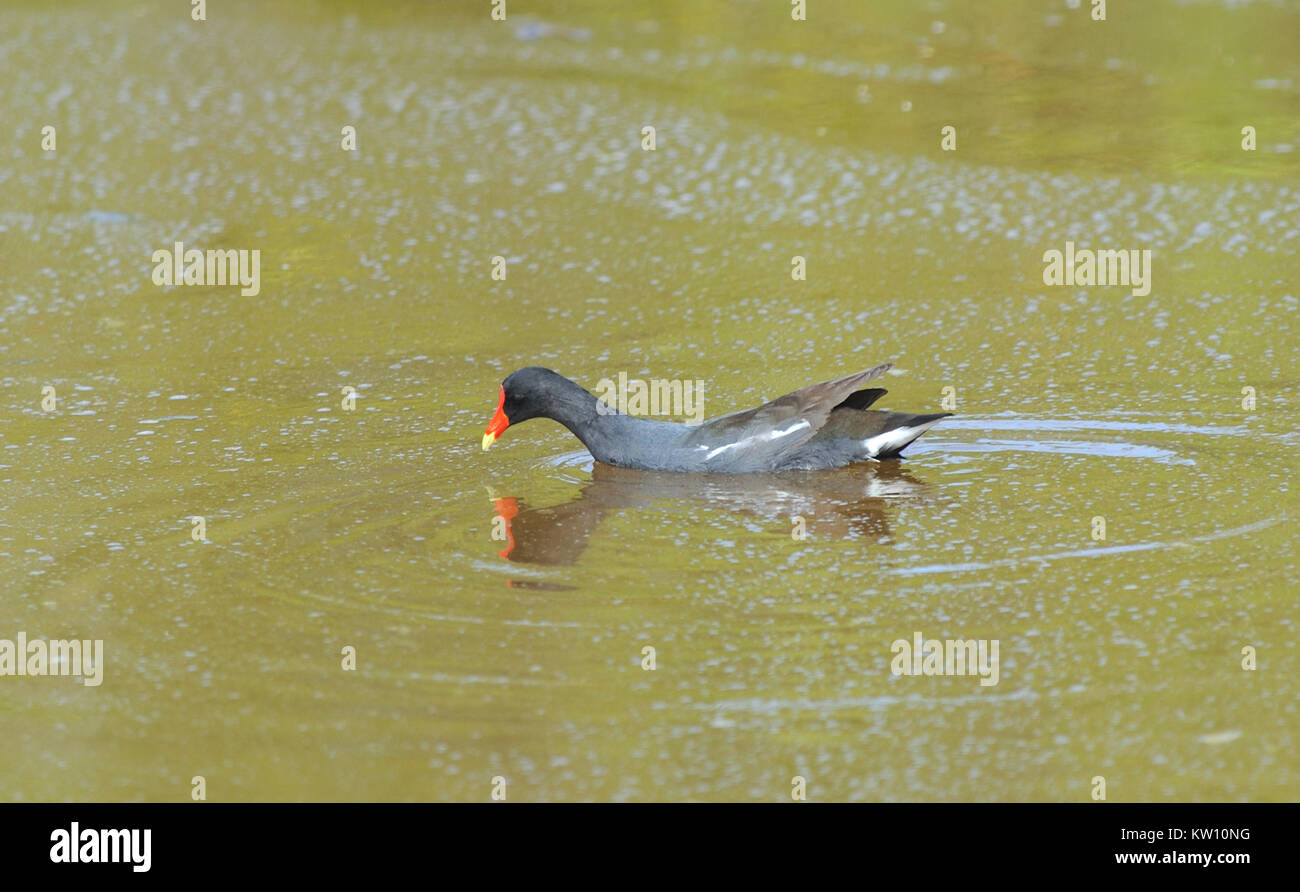 Eine gemeinsame (gallinule Gallinula galeata) in eine flache Lagune, in der Nähe von Puerto Villamil. Puerto Villamil, Isabela, Galapagos, Ecuador Stockfoto