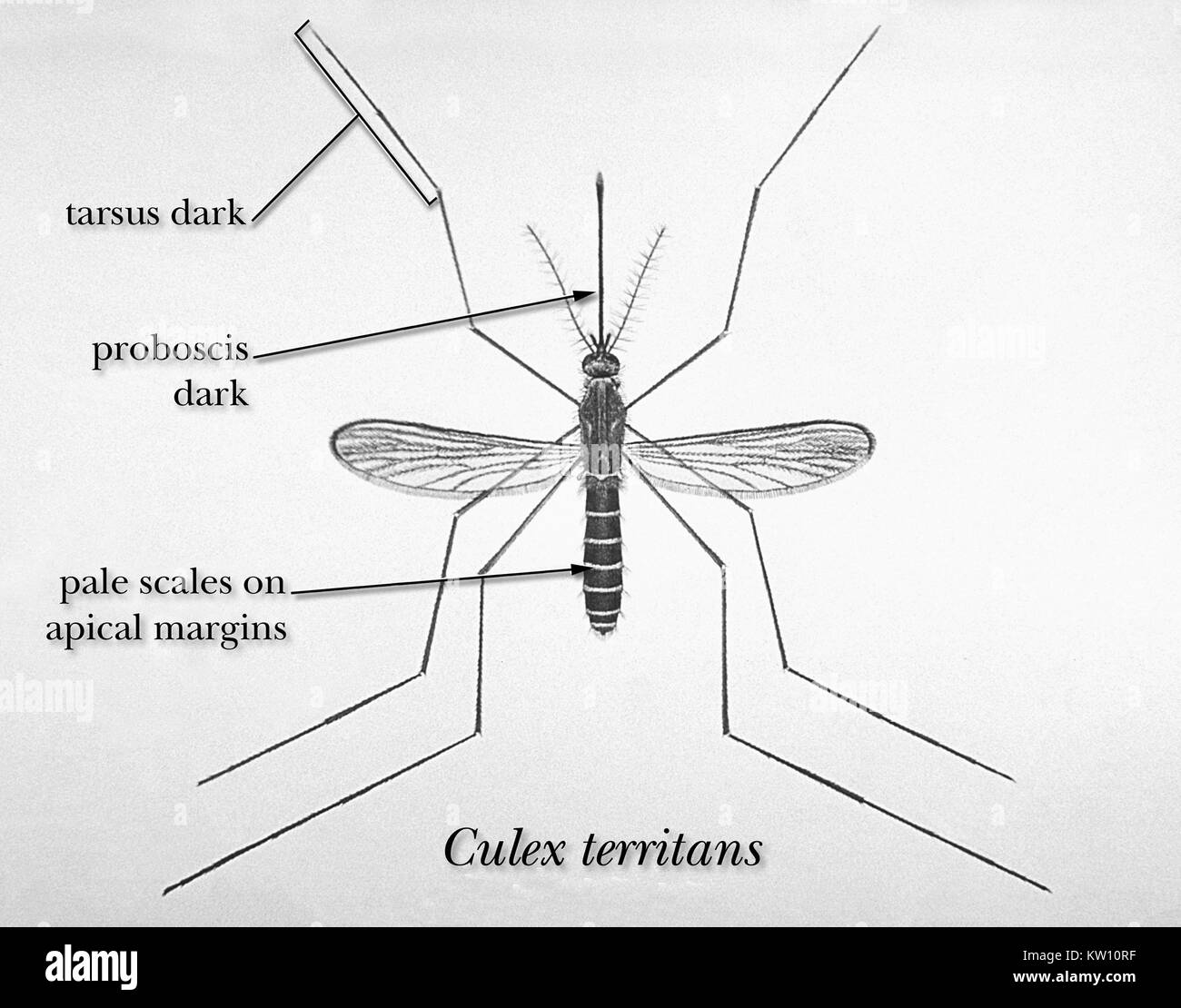 Eine Abbildung, die morphologischen Charakteristika zu Culex territans. Abbildung zeigt Merkmale der Culex territans. Lange, dunkle Rüssel skaliert, kurze, dunkle Palpen, dunkle Tarsus, hellen Schuppen am apikalen Margen. Frosch Fütterung Moskito. Mit freundlicher Genehmigung der CDC, 1964. Stockfoto
