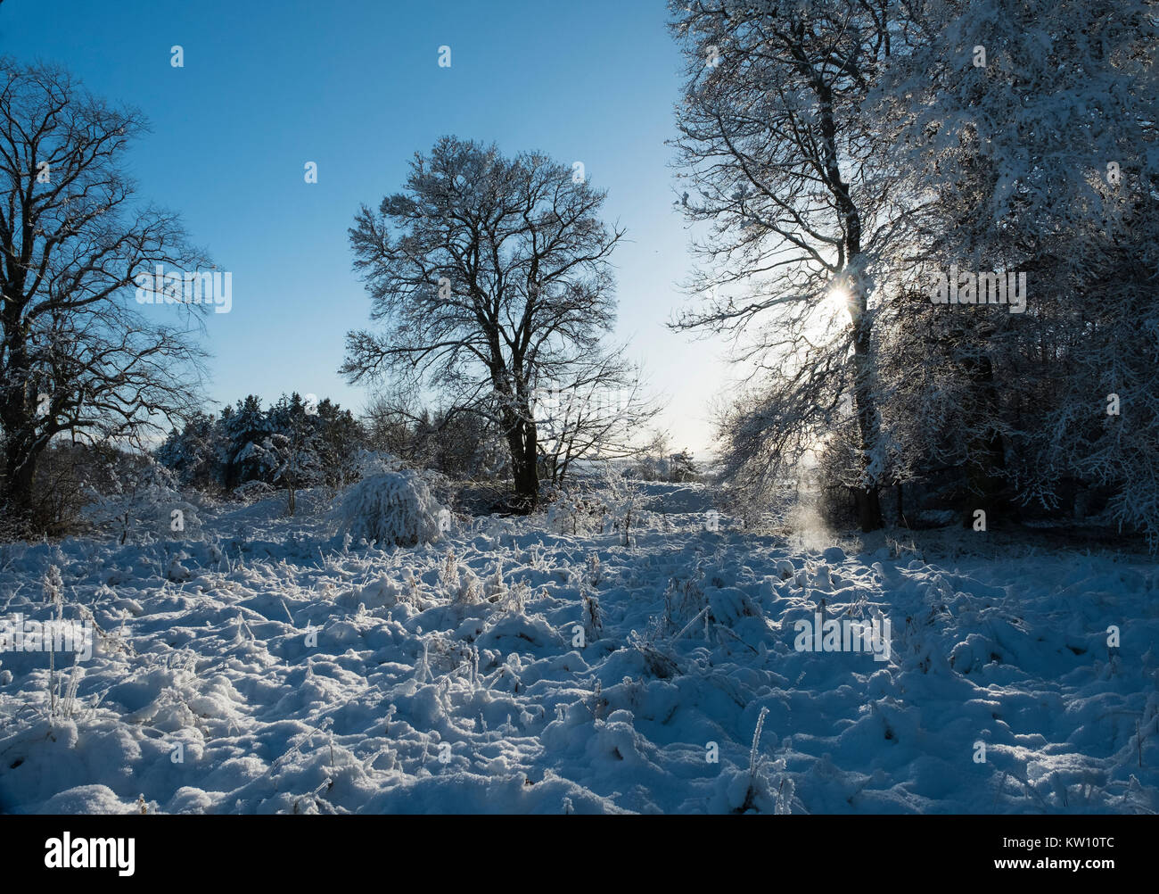 Verschneite Wälder in der Nähe von in Lanarkshire, Schottland Stockfoto