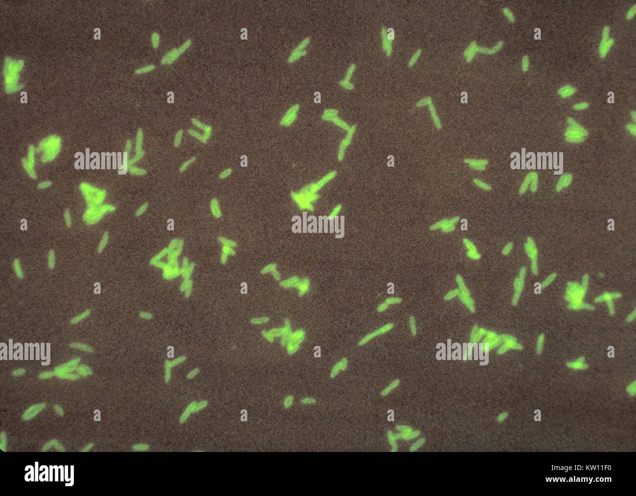 Legionella pneumophila kultivierten ergänzt Mueller Hinton Medium, und gefärbt mit Direct FA-Technik. Die L. pneumophila Bakterien sind mit einem monoklonalen Antikörper mit einem fluoreszinfärbung behandelt gekennzeichnet sind. Nach der Bindung an die Bakterien die Folie unter UV-Licht betrachtet wird, und der bakteriellen Zellwänden grün leuchten. Bild mit freundlicher Genehmigung von CDC/Dr. William Kirsche, 1977. Stockfoto