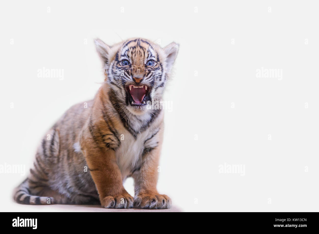 Tiger Cub Brüllen auf weißem Hintergrund isoliert Stockfoto