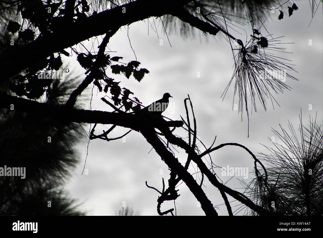 Lonesome Dove Stockfoto