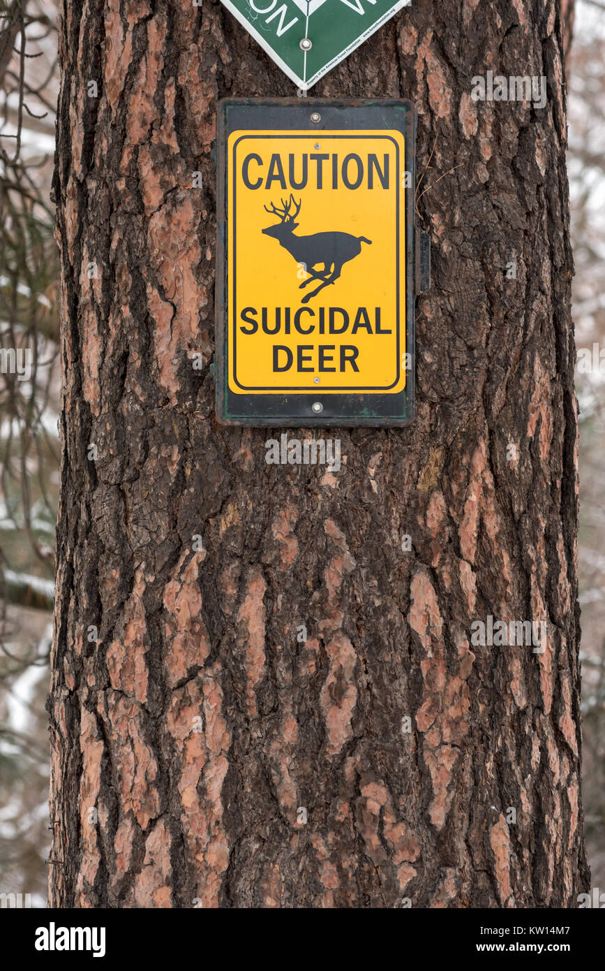 Der uicidal Hirsch' Schild an einem Baum neben der Autobahn 195 in Whitman County, Washington. Stockfoto
