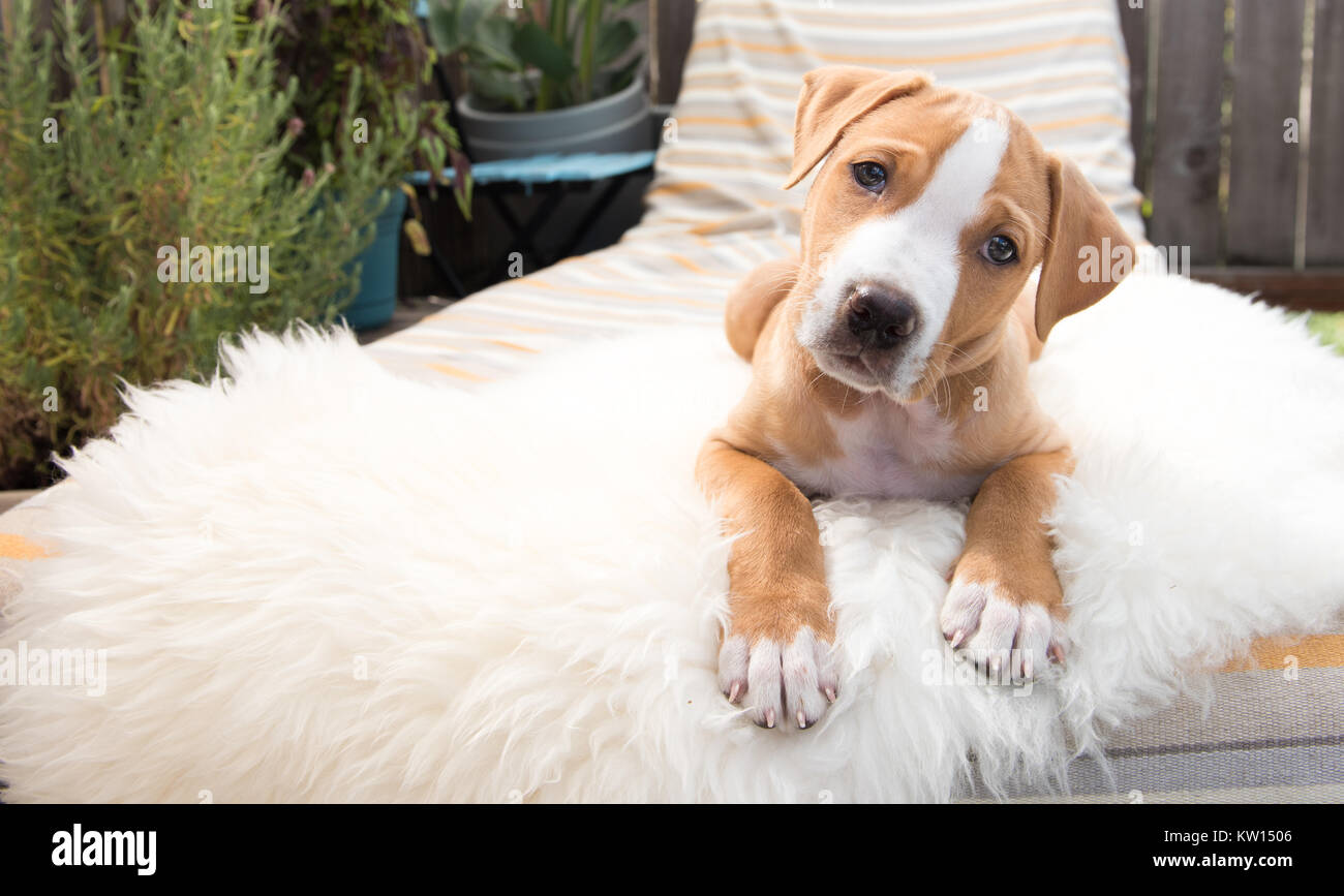Adorable kleine Welpen auf im Liegestuhl am sonnigen Sommertag Stockfoto