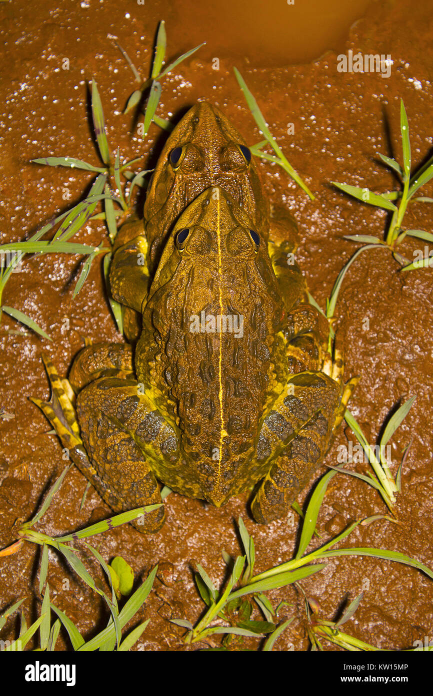 Jerdon's Bull Frog, Hoplobatrachus Crassus. Kolhapur, Maharashtra, IndiaDescription: des Jerdon Bull Frog ist Olivenöl oder Gelb mit Dunkelbraun Stockfoto