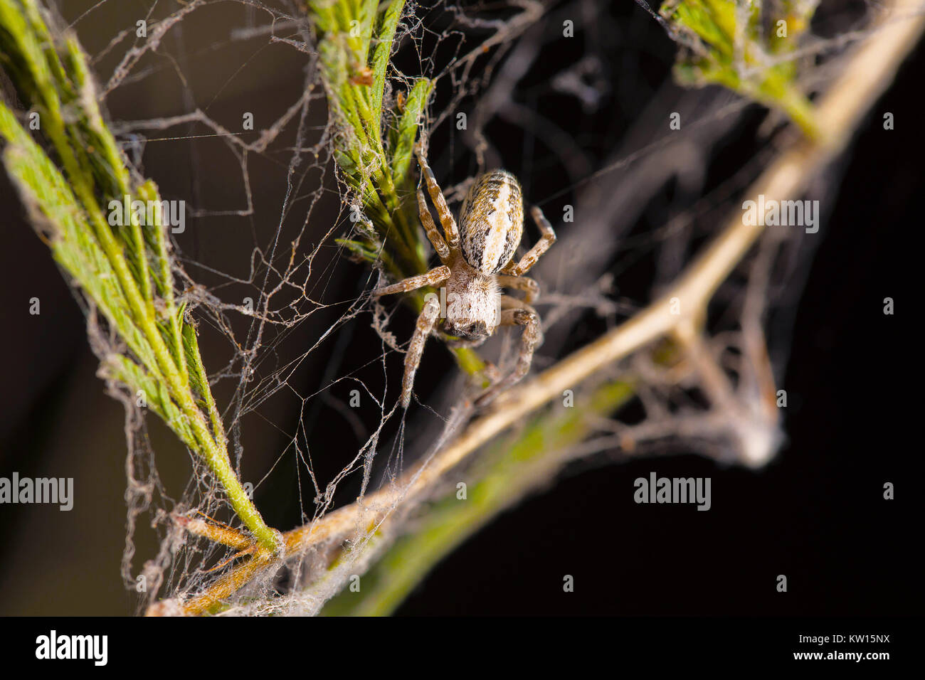 Soziale Spinne, Stegodyphus sarasinorum, Pondicherry, Tamil Nadu, Indien. Beschreibung: Es ist eine der wenigen sozialen Spinnen der Welt. Bekannt für seine s Stockfoto