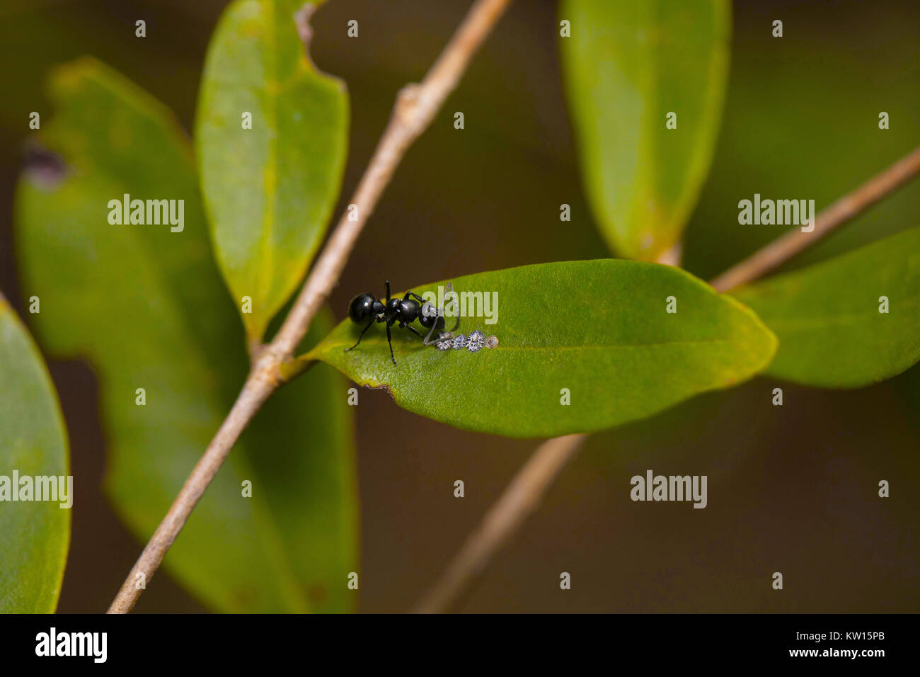 Prozession Ant, Leptogenys processionalis. Pondicherry, Tamil Nadu, Indien. Mit Blattläuse in symbiotischer Beziehung Ant. In diesem Bild Blattläuse, die süssen Stockfoto