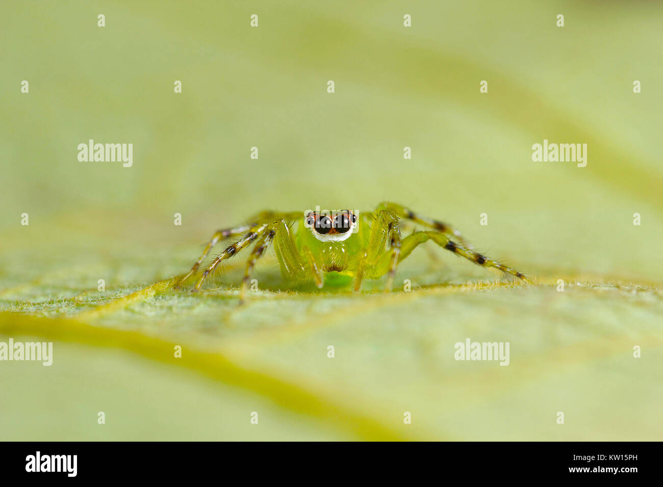 Jumping Spider. Epeus cf Abart. Kolhapur, Maharashtra, Indien. Stockfoto