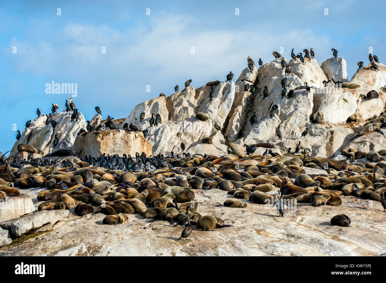 Afrikanische Pinguin auf Seal Island. Seal Island in der False Bay in der Nähe von Simon's Town entfernt. Südafrika (Cape) Pelzrobben (Arctocephalus pusillus Pusillus), Stockfoto