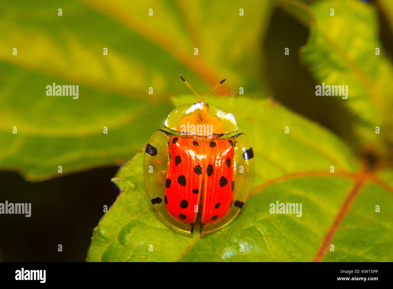 Schildpatt Käfer. Aspidomorpha Miliaris. Aarey Kolonie, Mumbai, Maharashtra, Indien. Stockfoto