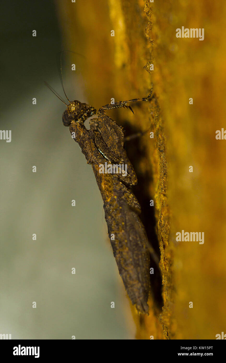 Rinde Mantis, Humbertiella Indica. Aarey Kolonie, Mumbai, Maharashtra, Indien. Stockfoto